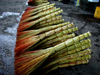 Brooms in Dushanbe, Tajikistan